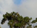 FZ019162 Buzzard in tree.jpg